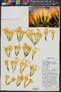 Agave chrysantha image