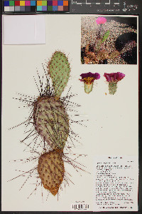 Opuntia polyacantha image