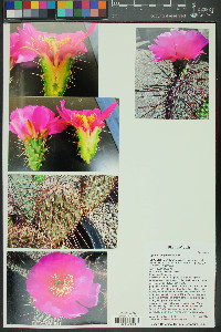 Opuntia polyacantha image