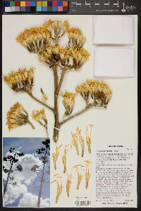 Agave chrysantha image