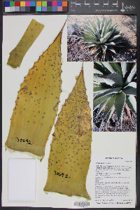 Agave parryi image