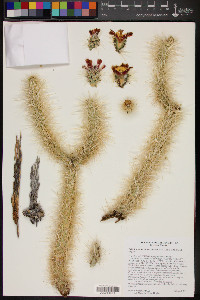 Cylindropuntia chuckwallensis image