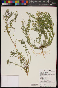 Alyssum simplex image