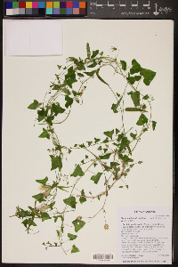 Maurandella antirrhiniflora image