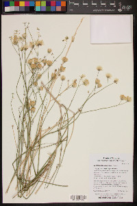 Bebbia juncea var. aspera image