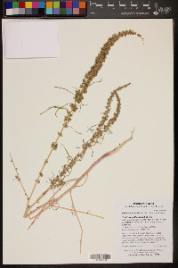 Amaranthus fimbriatus image