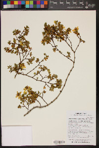 Larrea tridentata image