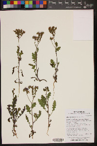 Phacelia crenulata image