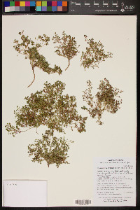 Euphorbia polycarpa image