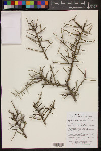 Sarcomphalus obtusifolius image