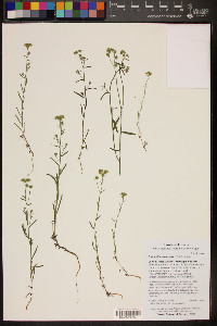 Cryptantha pterocarya image