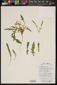 Oenothera primiveris image