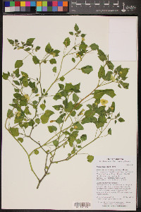 Physalis crassifolia image