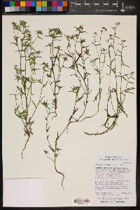 Cryptantha barbigera image