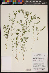 Daucus pusillus image