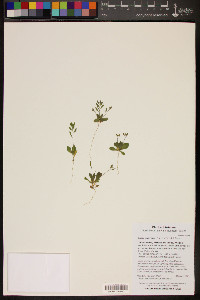 Draba cuneifolia image