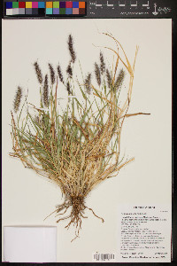 Pennisetum ciliare image