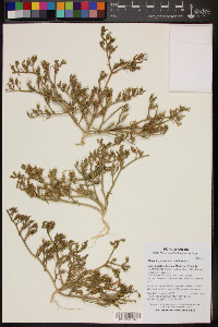 Mesembryanthemum nodiflorum image