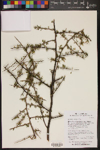 Lycium exsertum image