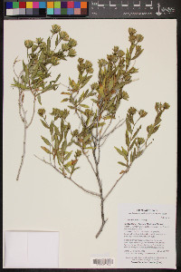 Trixis californica image