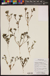 Nama demissum var. demissum image