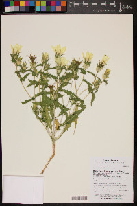 Mentzelia involucrata image