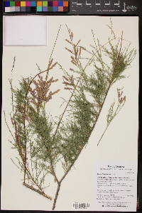 Tamarix chinensis image