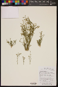 Chorizanthe brevicornu image