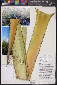 Agave palmeri image