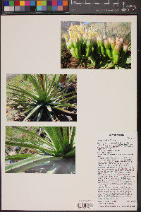 Agave palmeri image