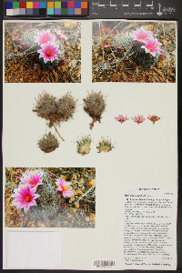 Mammillaria grahamii image