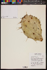 Opuntia fuliginosa image