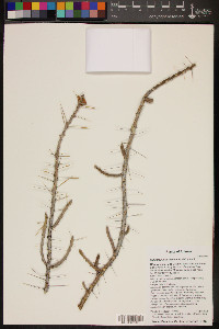 Cylindropuntia leptocaulis image