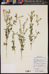 Cryptantha barbigera image