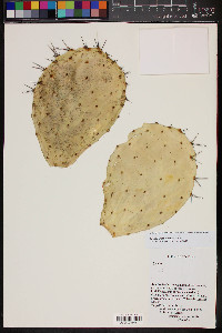 Opuntia wilcoxii image