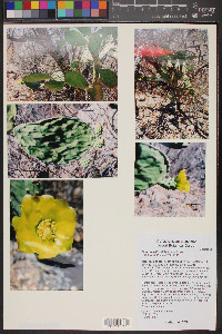 Opuntia wilcoxii image