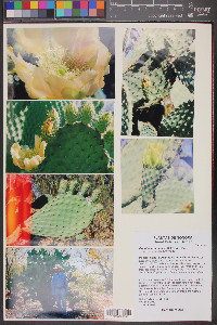 Opuntia durangensis image