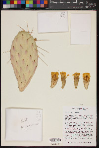 Opuntia bravoana image