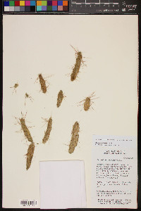 Opuntia pubescens image