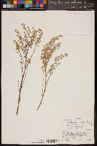 Thysanocarpus curvipes image