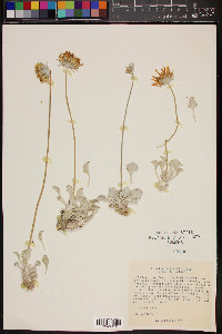 Enceliopsis nudicaulis image