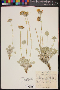 Enceliopsis nudicaulis image