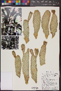 Opuntia basilaris image