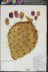 Opuntia engelmannii image