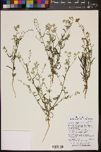 Cryptantha barbigera image