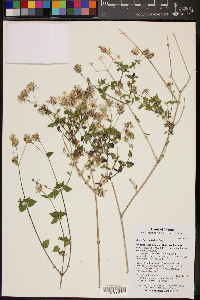 Brickellia coulteri image