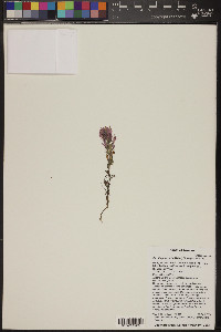 Castilleja exserta image