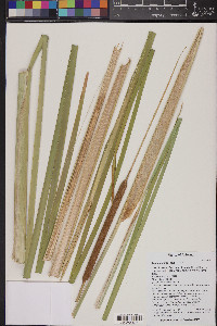 Typha domingensis image