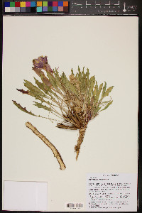 Oenothera cespitosa image