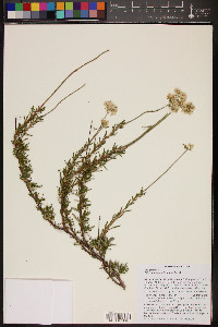 Eriogonum fasciculatum image